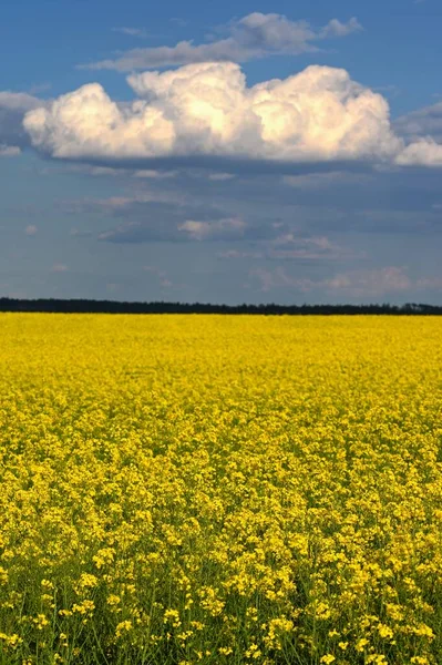 Campo Con Colza Flor Primavera —  Fotos de Stock