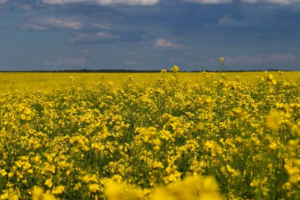 Field Flowering Rapeseed Spring Time — Stock Photo, Image