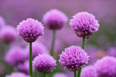 Güzel çiçekli mor bitki - Frenk soğanı. Güneşli ve yaz gününde doğal renklerde bir geçmiş. (Allium schoenoprasum)