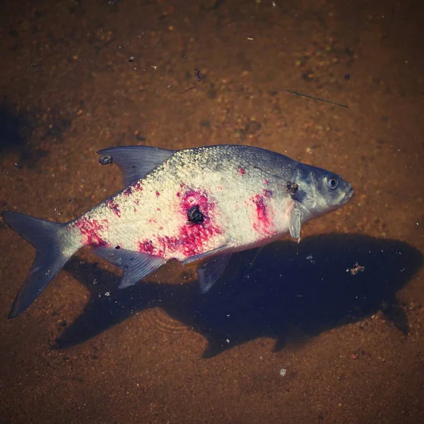 Pesce Morto Con Una Ferita Insanguinata Nell Acqua Sfondo Colore — Foto Stock