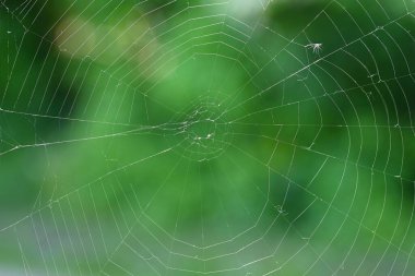 Örümcek ağlı güzel bir arka plan. Makro çekim.