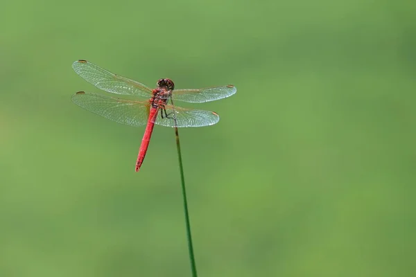 Belo Macro Tiro Insetos Natureza — Fotografia de Stock