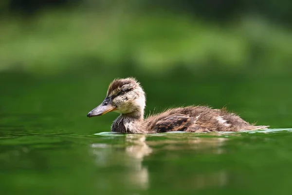 Patos Pequeños Estanque Mazos Polluelos Anas Platyrhynchos — Foto de Stock