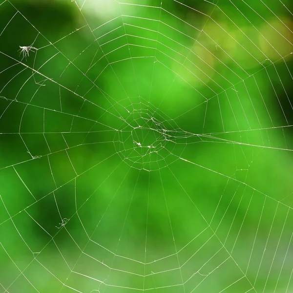 Beautiful Background Spider Web Macro Shot — Stock Photo, Image