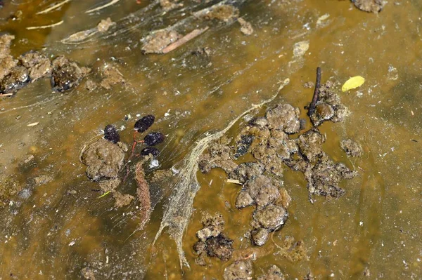 Špinavá Znečištěná Voda Jezírku Koncept Ochrany Životního Prostředí Přírody — Stock fotografie