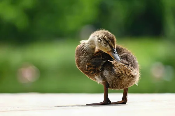 Small Ducks Pond Fledglings Mallards Anas Platyrhynchos — Stock Photo, Image