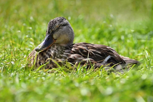 Pequenos Patos Junto Lagoa Pequenos Patos Reais Anas Platyrhynchos — Fotografia de Stock