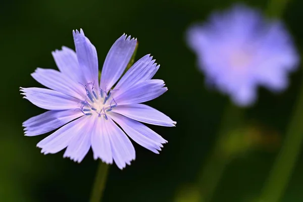 Piękny Niebieski Kwiat Lecznicze Zioło Cichorium Intybus — Zdjęcie stockowe