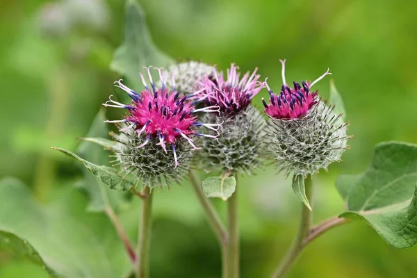 Burdock meyvesinin güzel yakın çekimi / makro görüntüsü.