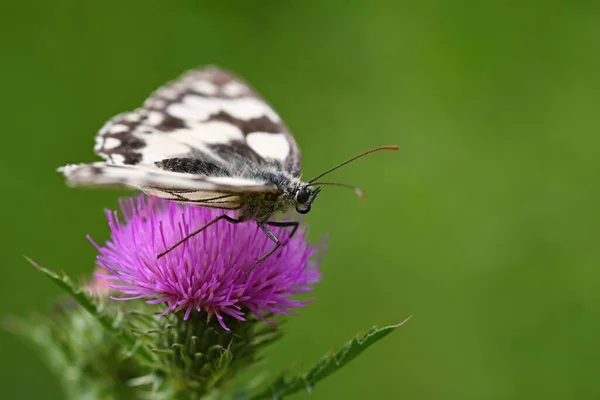 Μια Πεταλούδα Γαϊδουράγκαθο Όμορφο Φυσικό Χρώμα Φόντου — Φωτογραφία Αρχείου