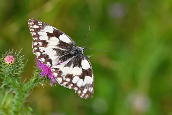 Butterfly Thistle Beautiful Natural Colour Background — Stock Photo, Image