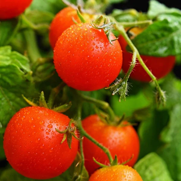 Pomidory Wiśniowe Zdrowe Warzywa Zdrowa Żywność Piękne Świeże Czerwone Pomidory — Zdjęcie stockowe