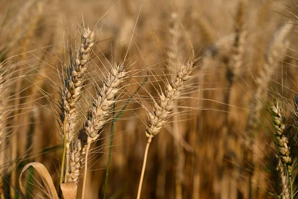 小麦在田里成熟的美丽细节 日落时的天然色彩背景 秋收季节 — 图库照片