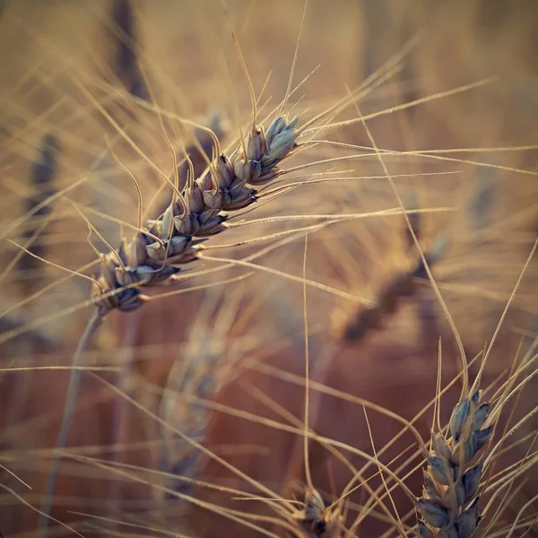 Tarlada Olgunlaşan Buğdayın Güzel Ayrıntıları Gün Batımında Doğal Renk Arkaplanı — Stok fotoğraf