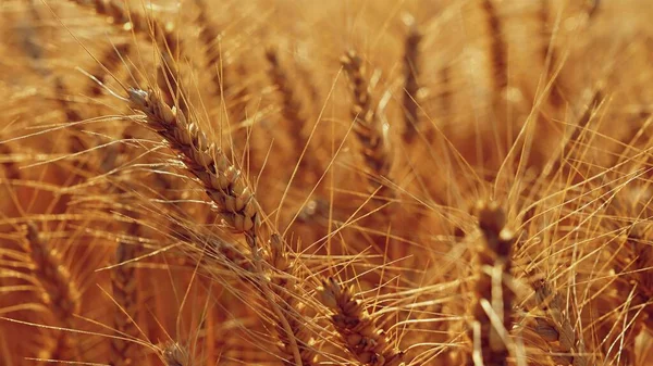 畑で小麦を熟成させる美しいディテール 収穫時の日没時の自然な色の背景 — ストック写真