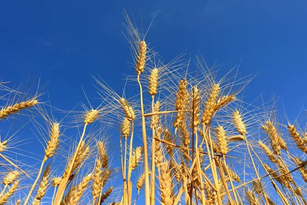 小麦在田里成熟的美丽细节 蓝天日落时的天然色彩背景 — 图库照片