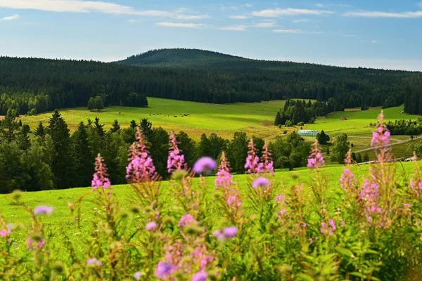 Sumava Piękny Krajobraz Letniej Przyrody Górach Rozległe Góry Granicy Republiki — Zdjęcie stockowe