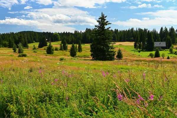 Belle Rivière Avec Des Pierres Des Arbres Dans Les Montagnes — Photo