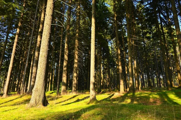 Prachtige Natuur Achtergrond Met Bos Zomerdag Met Bomen Zonnestralen Voor — Stockfoto