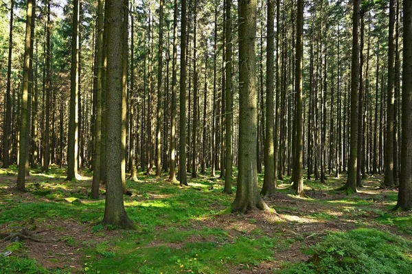 Prachtige Natuur Achtergrond Met Bos Zomerdag Met Bomen Zonnestralen Voor — Stockfoto