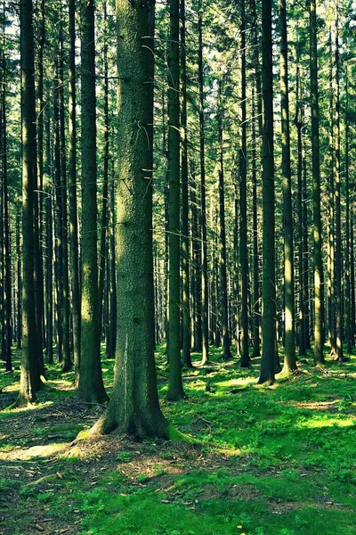 Όμορφη Φύση Φόντο Δάσος Καλοκαιρινή Μέρα Δέντρα Και Ακτίνες Του — Φωτογραφία Αρχείου
