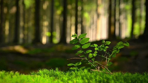 Όμορφο Φυσικό Πράσινο Φόντο Δάσος Και Φυτό Στα Βρύα Καλοκαιρινή — Φωτογραφία Αρχείου