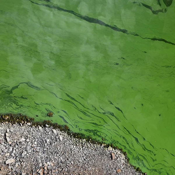 Цианобактерии Воде Грязная Зеленая Вода Пруду Плотине Летом Опасное Купание — стоковое фото