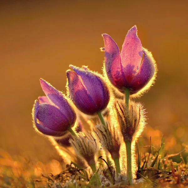 Koniklec kvetoucí na jarní louce při západu slunce - pulsatilla grandis. jemné rozmazané přirozená barva. Česká republika město brno. — Stock fotografie