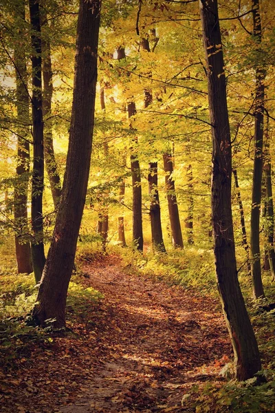 Forêt d'automne — Photo