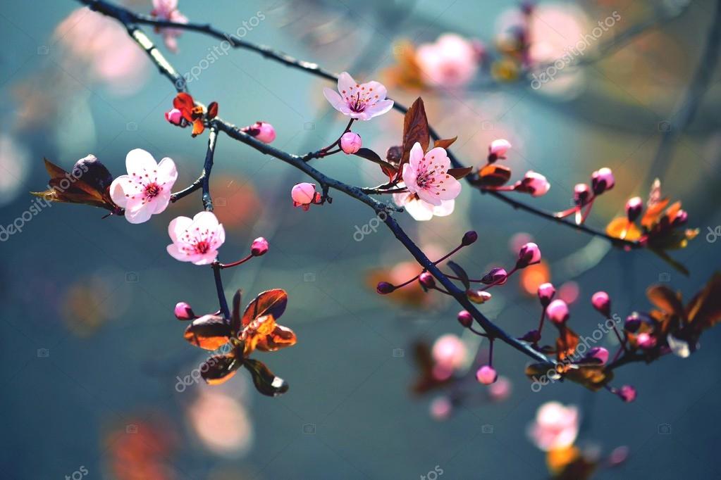 Cerisier Japonais Images Libres De Droit Photos De Cerisier Japonais Depositphotos