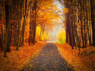 Renkli ağaçlarla dolu sonbahar arkaplanı. Manzaralı doğa. Sonbahar mevsimi konsepti.