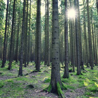 Orman ve güneşli güzel bir manzara. Yeşil doğa, çevre kavramı