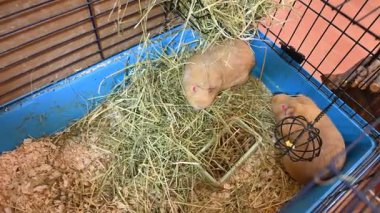 Evcil hayvan olarak güzel bir kobay faresi.