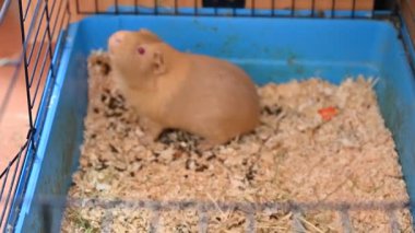 Evcil hayvan olarak güzel bir kobay faresi.