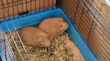 Evcil hayvan olarak güzel bir kobay faresi.