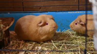 Evcil hayvan olarak güzel bir kobay faresi.