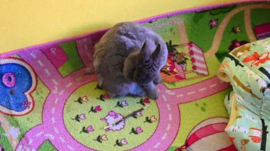 Güzel gri cüce tavşan. Sevimli hayvan ve hayvan.