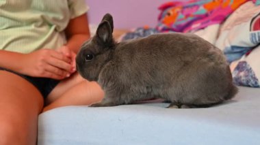 Güzel gri cüce tavşan. Sevimli hayvan ve hayvan.