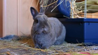 Güzel gri cüce tavşan. Sevimli hayvan ve hayvan.