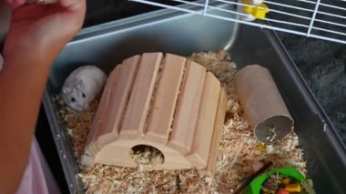 Hamster, sevimli küçük hayvan.