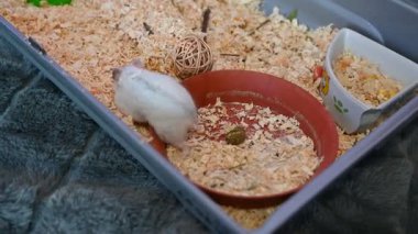 Hamster, sevimli küçük hayvan.