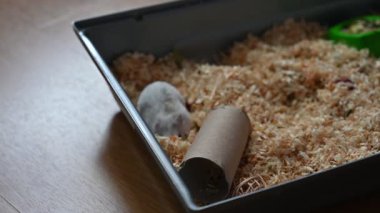 Hamster, sevimli küçük hayvan.