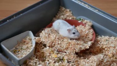 Hamster, sevimli küçük hayvan.