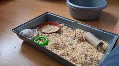 Hamster, sevimli küçük hayvan.