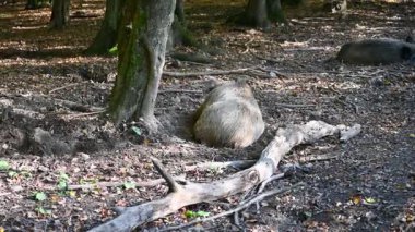 Doğa yaban domuzları. Hayvanlar ve doğa için güzel bir kavram..