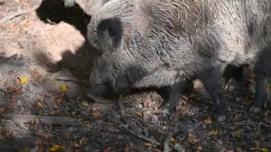 Doğa yaban domuzları. Hayvanlar ve doğa için güzel bir kavram..