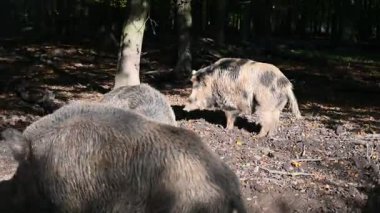 Doğa yaban domuzları. Hayvanlar ve doğa için güzel bir kavram..