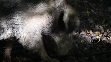 Doğa yaban domuzları. Hayvanlar ve doğa için güzel bir kavram..