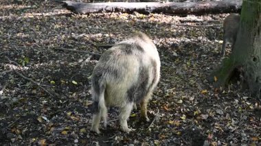 Doğa yaban domuzları. Hayvanlar ve doğa için güzel bir kavram..