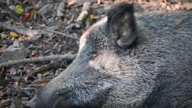 Doğa yaban domuzları. Hayvanlar ve doğa için güzel bir kavram..